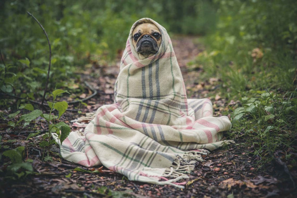 pug in dekentje